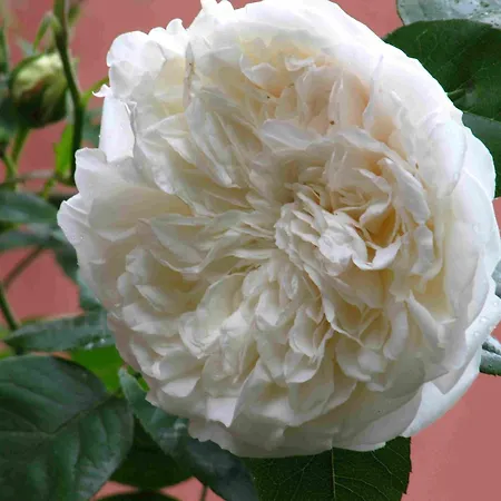 „rosarium“ גונצנהאוזן