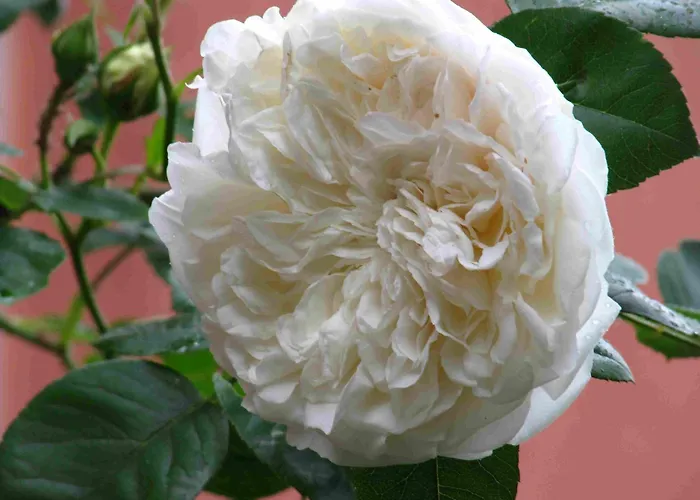 „rosarium“ Gunzenhausen